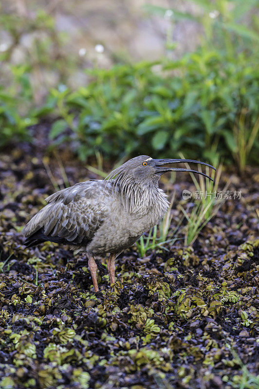 铅朱鹮(Theristicus caerulescens)是一种鸟类，在Threskiornithidae。这是在巴西潘塔纳尔发现的。